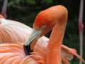 Pink American Caribbean Flamingo Royalty Free Stock Photo