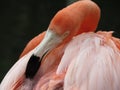 Pink American Caribbean Flamingo Royalty Free Stock Photo