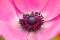 Pink anemone Royalty Free Stock Photo
