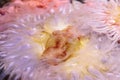 Pink anemone Anthopleura elegantissima tentacles