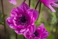 Pink Anemone Coronaria `St. Briged Mixed Botanical Gardens Balchik, Bulgaria