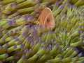 Pink anemone fish