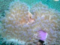 Pink Anemone Fish Royalty Free Stock Photo