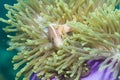 Pink anemone fish,(Amphiprion perideraion) Royalty Free Stock Photo