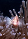 Pink Anemone fish with dark background Royalty Free Stock Photo