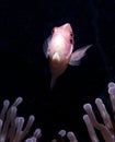 Pink Anemone fish with dark background