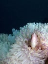 Pink Anemone fish with dark background