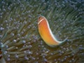 Pink anemone fish Royalty Free Stock Photo