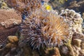 Pink Anemone Fish swim and stay at coral and purple sea anemone in deep blue sea underwater and colurful coral landscape with reef Royalty Free Stock Photo