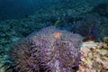 Pink Anemone Fish swim and stay at coral and purple sea anemone in deep blue sea underwater and colurful coral landscape with reef Royalty Free Stock Photo