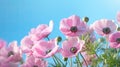 Pink anemone flowers blooming on blue sky background. Soft focus Royalty Free Stock Photo