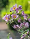 A pink anemone japonica in a cottage garden