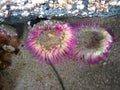 Pink Anemone in Tidal Pool at Long Beach, Pacific Rim National Park, Vancouver Island, British Columbia, Canada