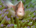 Pink anemonefish (Amphiprion perideraion) Royalty Free Stock Photo