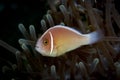Pink Anemonefish Amphiprion perideraion Royalty Free Stock Photo