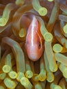 Pink anemonefish, Amphiprion perideraion, in magnificent sea anemone. Misool, Raja Ampat, Indonesia Royalty Free Stock Photo