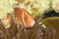 Fish - Pink anemonefish Royalty Free Stock Photo