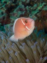 Pink Anemonefish - Amphiprion perideraion Royalty Free Stock Photo