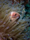 Pink Anemonefish - Amphiprion perideraion Royalty Free Stock Photo