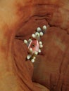 Pink Anemonefish in Balled-up Anemone