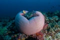 Pink Anemonefish and Beautiful Anemone in Palau Royalty Free Stock Photo