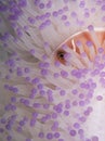 Pink anemonefish in bleached anemone