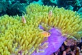 Pink Anemonefish, Bunaken National Marine Park, Sulawesi, Indonesia