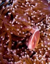 Pink anemonefish hiding in pink anemone