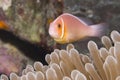Pink Anemonefish in Micronesia Royalty Free Stock Photo