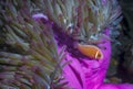 Pink Anemonefish - Papua New Guinea