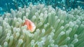 Pink Anemonefish off the East Coast of Bali