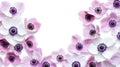Soft Pink and White Anemone Flowers Border on White Background Royalty Free Stock Photo