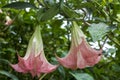 Pink angel trumpets - Brugmansia - on a tree in Panama Royalty Free Stock Photo