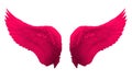 Pink angel wing isolated