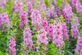 Angelonia flowers with blur background in the garden