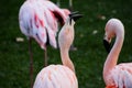 Pink Animal Bird Wild Flamingo