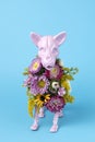 Pink animal skeleton with colorful flowers on pink background