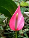 Pink Anthorium flower Royalty Free Stock Photo
