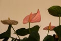 Pink anthurium against white background