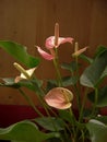 Pink anthurium andraeanum flower