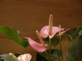Pink anthurium andraeanum flower