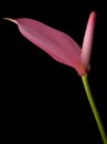 Pink Anthurium - Flamingo flower Royalty Free Stock Photo