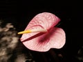 Pink Anthurium or flamingo flower