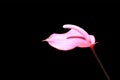 Pink Anthurium flower Royalty Free Stock Photo