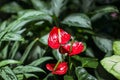 Pink Anthurium flower. Close up Tropical red flower with blurry green background. dark natural background Royalty Free Stock Photo