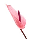 Pink anthurium flower Royalty Free Stock Photo