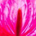 Pink Anthurium flower