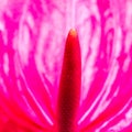 Pink Anthurium flower Royalty Free Stock Photo