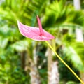 Pink Anthurium flower