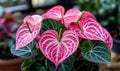 Pink Anthurium Flowers in Greenhouse Royalty Free Stock Photo